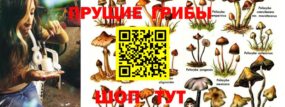 Псилоцибиновые грибы Cubensis  Вход с VPN  Кинель  Галлюциногенные грибы мицелий 